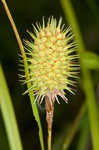 Squarrose sedge